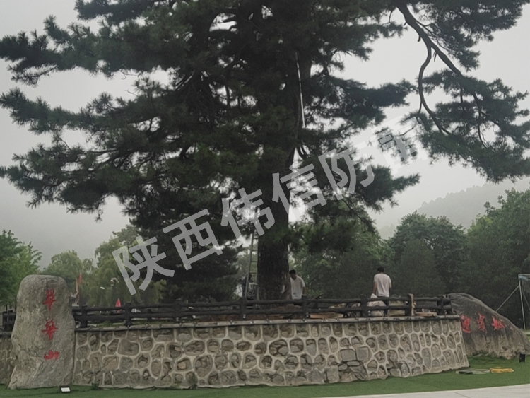 西安翠华山景区古树避雷针安装现场2