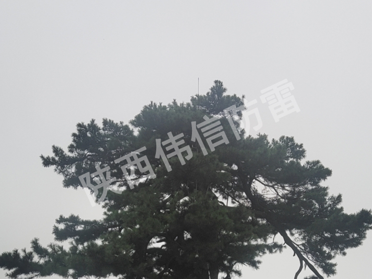 西安翠华山景区古树避雷针安装现场4